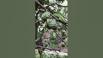 Tỉa cành cho cây mảng cầu !🏡🪴🌺🌹