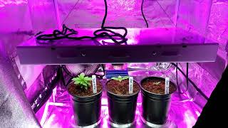 Mars Hydro Led 300 Update