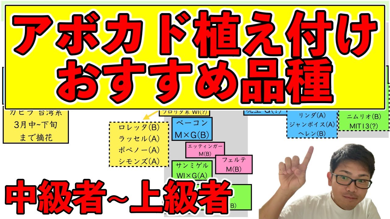 アボカド栽培】上級者のアボカド品種選び！絶望の未来に備えてどの品種