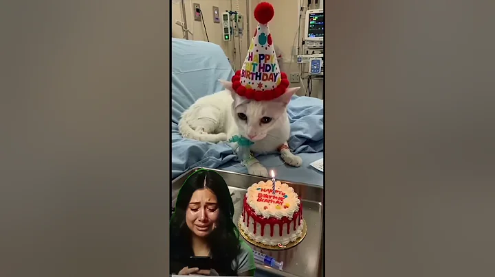 #animalintelligence #cat #cake #o #cute #aiandcats #happybirthday #aicats #funny #kitten #o
