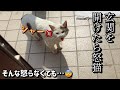 激怒で挨拶をする猫。亡くなった店主に呼ばれて来た！？