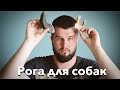 Какие рога выбрать собаке?