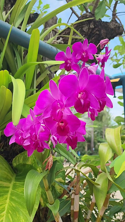 beautiful flowers