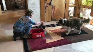 Myst Advanced AKC Tricks