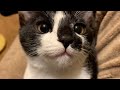 お返事しそうでしないと見せかけてする子猫