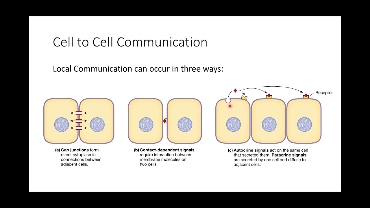 Ch. 06 - Communication, Integration, and Homeostasis