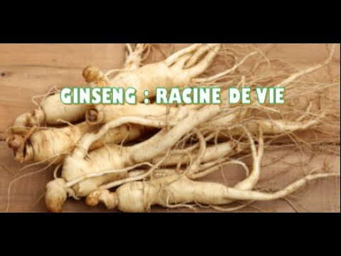 Vidéo: Qu'est-ce que le ginseng simulé sauvage – Cultiver des racines de ginseng simulé sauvage