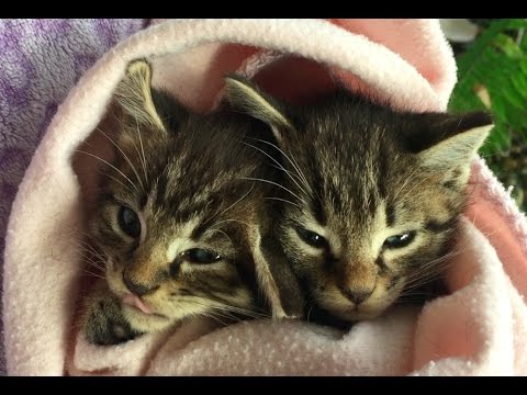 Video: How Kittens Are Born In