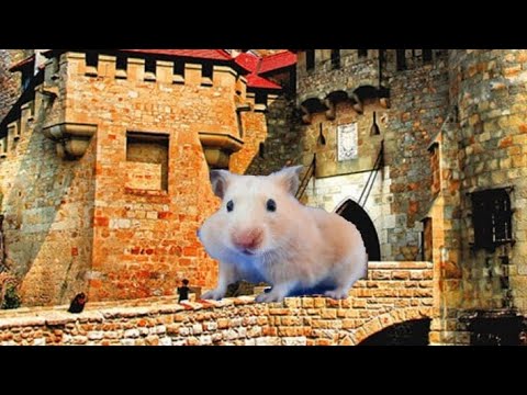 🐹Лабиринт DIY для хомяка / hamster maze / awesome hamster maze / pyramid