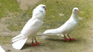 Голуби ушли в точку незапланированный полёт голубей. flight of doves.