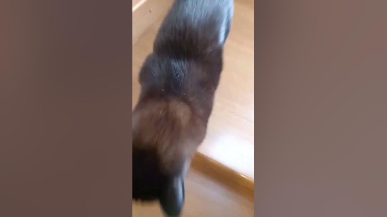 котики чипи чипи :) - YouTube