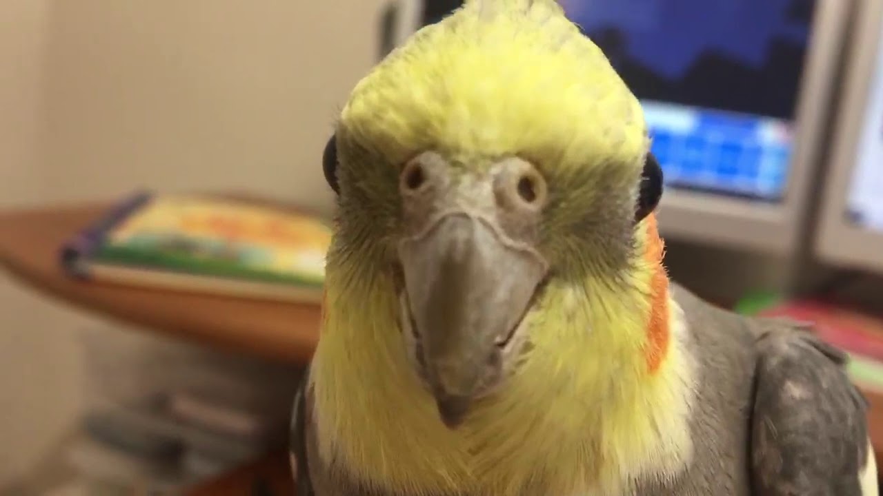 Pop goes the weasel whistle training for cockatiels YouTube