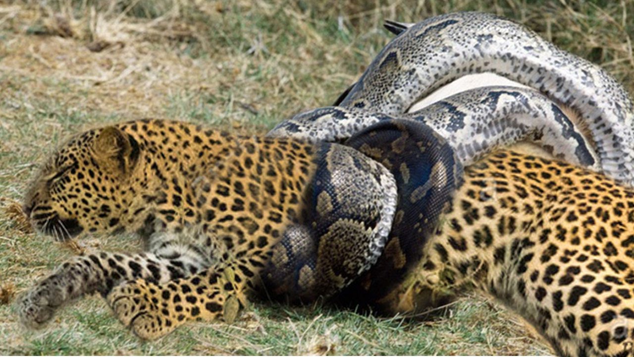 Leopard attack and eat Python alive - YouTube