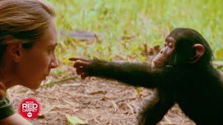 National Geographic celebrated Dr. Jane Goodall's 90th birthday at the Hollywood Bowl!