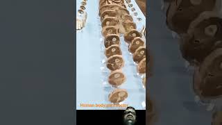 Let us know what are all the bones of human body parts. #hominin #osteoarchaeology #amnh