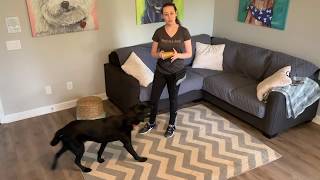 Cup Game for Nosework with Your Dog by Peach on a Leash Dog Training & Behavior Services 3,954 views 4 years ago 3 minutes, 19 seconds