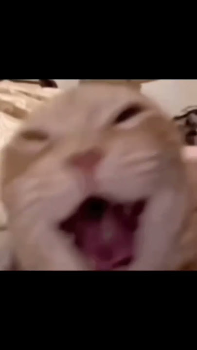 Laughing cat daily 1/365😹 1. This cute furball is laughing at your jokes! 😹