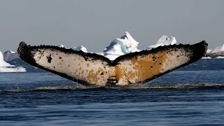 The Arctic in 60 seconds