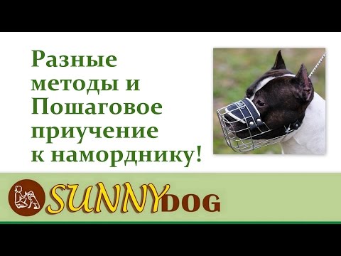 Как приучить собаку к наморднику? Разбор разных методик