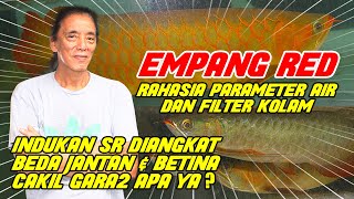 ARWANA EMPANG SUPER RED  RAHASIA PARAMETER AIR DAN FILTER KOLAM  INDUK DIANGKAT  CAKIL GARA2 APA?