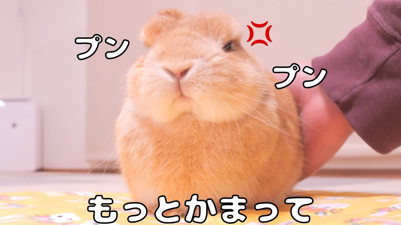 Give Mimi even a little priority and Mugi sulks—his nose even