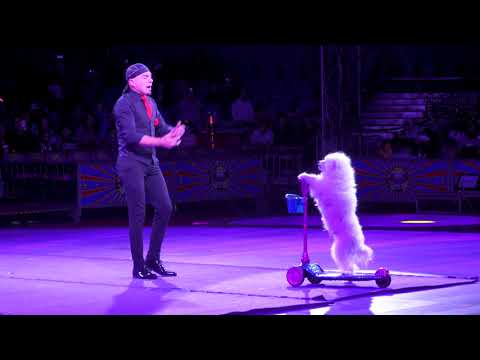 Garden Bros Circus Is Still Abusing Animals