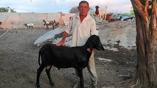 VAQUEIRO JOÃO DO Ó MOSTRA A BEZERRA QUE FOI MINHA,CABRAS BOER E O CARNEIRO BERGANÊS.