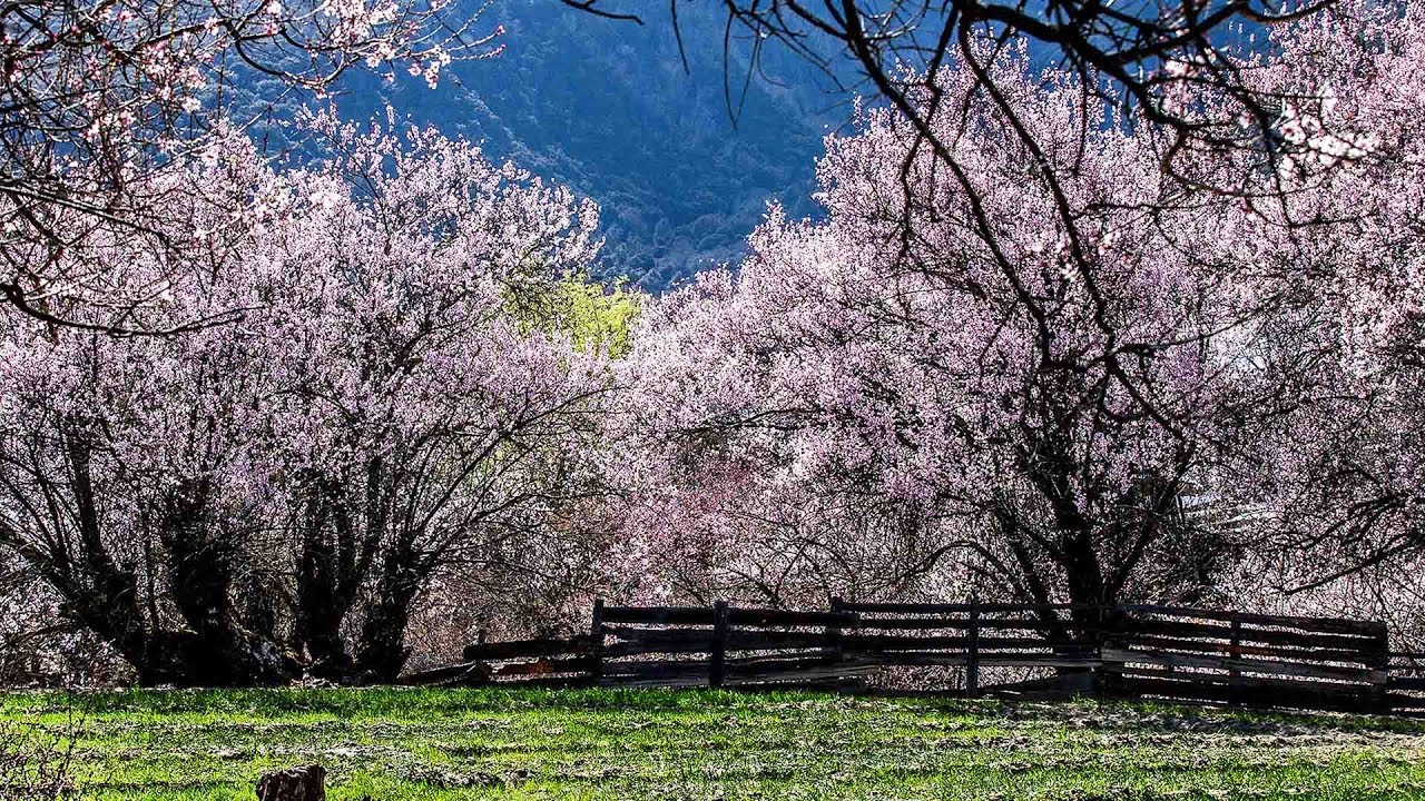 Peach blossom 4 карон