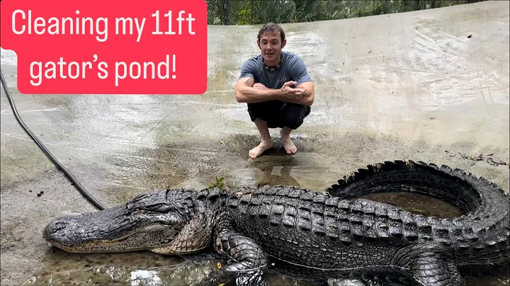 Cleaning my 11ft gator’s pond!