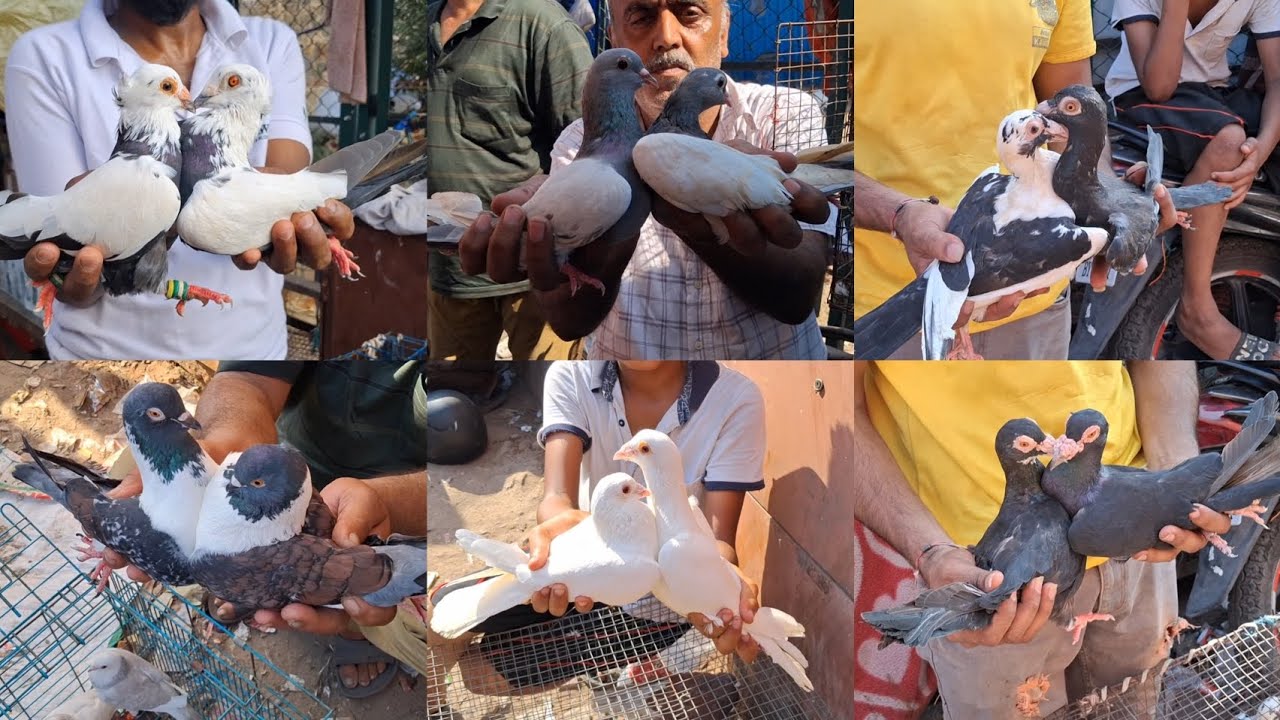 Jama Masjid kabootar Market Delhi🕊28-9-2025🕊Gole Patiyala Madrasi Panjabi kabutar Market Old Delhi