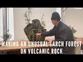 Making an unusual larch forest on volcanic rock