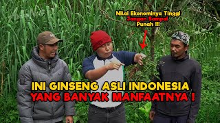 Download Lagu INI GINSENG ASLI INDONESIA YANG BANYAK MANFAATNYA ! #narji #juraganlahan MP3