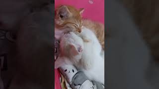 CUTE KITTENS : A Kitten Obsessed With Cleanliness  #cat #kitten #kucing #catlover #kitty