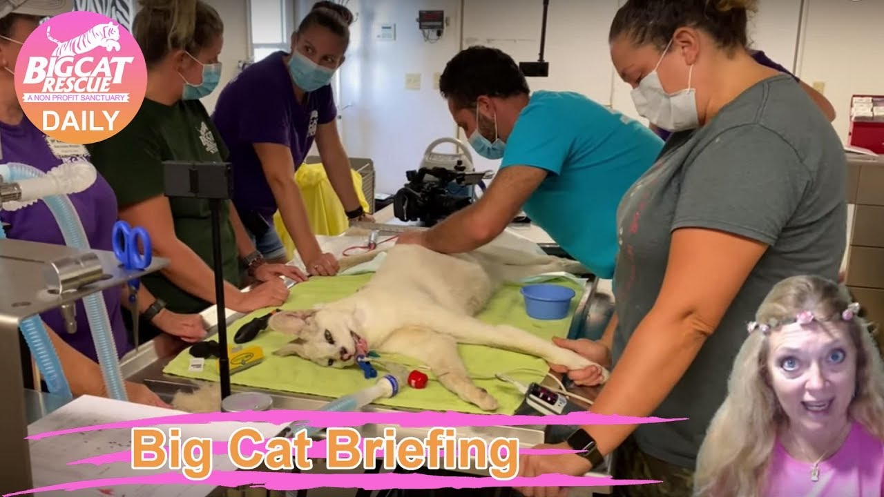 leopard print Big Cat Briefing October 7, 2019 Good News about Pharaoh