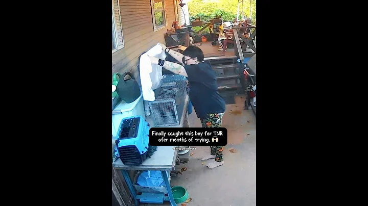 Finally CAUGHT him #trapneuterreturn #trapneuterrelease #kittenseason #spayandneuteryourcats #tnrcat