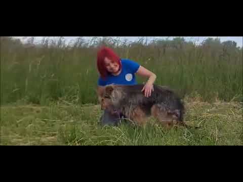 Video: Ein Bewohner Von Dubrovka Sah Ein Tier, Das Aussah Wie Ein 