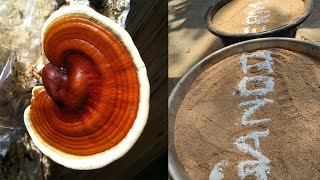 Ganoderma / Reishi Mushroom substrate preparation