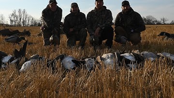 Field Goose Hunting 2022, Layout Blinds, 17 birds down.