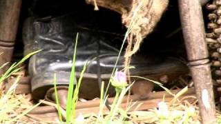 GILES LANDSCAPES WIN GOLD AT 2009 RHS CHELSEA