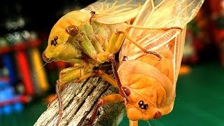 Cicadas Mating Amazing Nature Life Cycle What Color Will The Baby's Be?