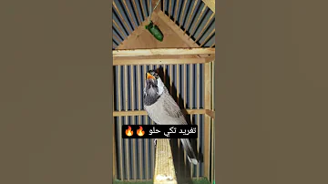تغريد بلبل اليف تكي حلو تغريد بلبل اكسبلور لاتنسوا الاشتراك في القناة وتفعيل الجرس تحفيز طيور 