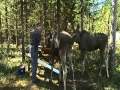 Old man in Sweden with two pet moose