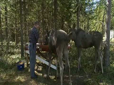 old-man-in-sweden-with-two-pet-moose