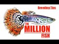 World's Most Selling Fish | Guppy Having Babies | Guppy Pond | Guppyfish Breeding | Guppy Fish Birth