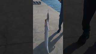 Spinning mare, Lucci di mare come se piovesse #spinning #lowcost #fishing #spinningmare #luccidimare
