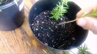 اكثار نبات اكليل الجبل او الروز ماري بطريقتين وكيفيه العنايه به how to grow rosemary