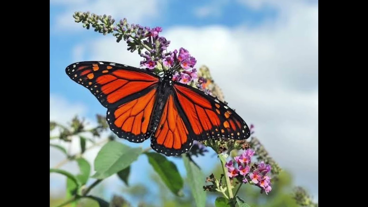 Butterfly vibe : AI Song by Hani