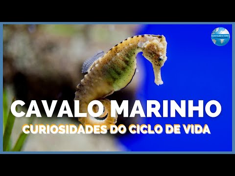 Vídeo: Fatos sobre cavalos-marinhos e como cuidar deles