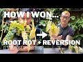 How i overcame root rot and reversion  drama with philodendron billietiae variegata  one year