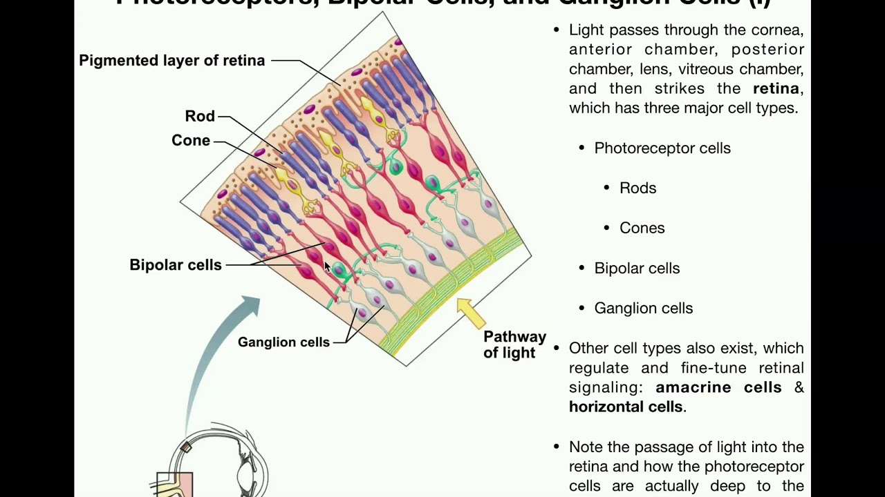 Bipolar adalah